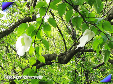 ハンカチの木らしい。オバケぇだぞぉ〜な雰囲気。＠小石川植物園